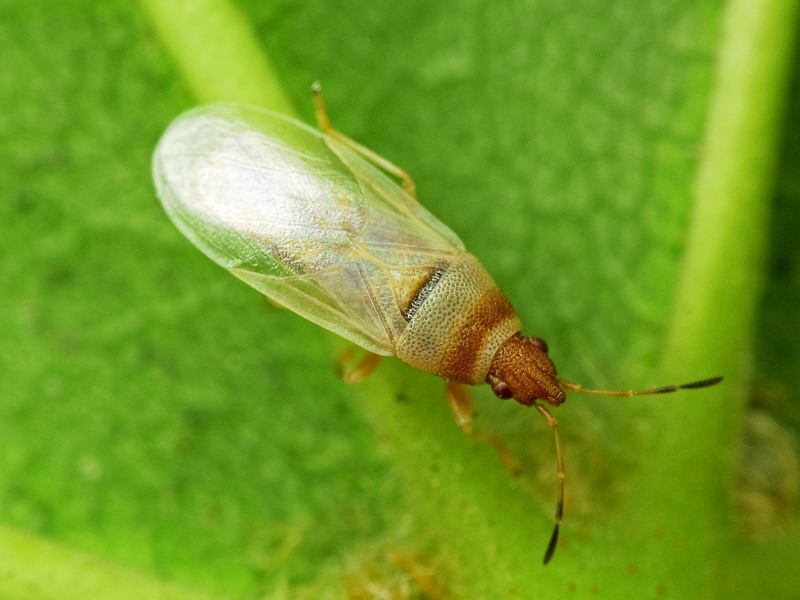 Oxycarenus (Euoxycarenus) pallens (Herrich-Schäffer, 1850)
